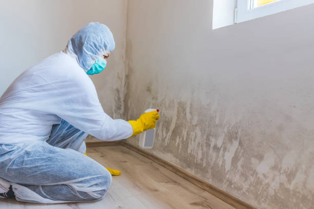 Licensed Mold Inspection service in Chatham, NJ - WQB Mold Removal